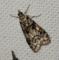 Eudonia delunella
