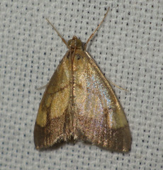 Evergestis limbata