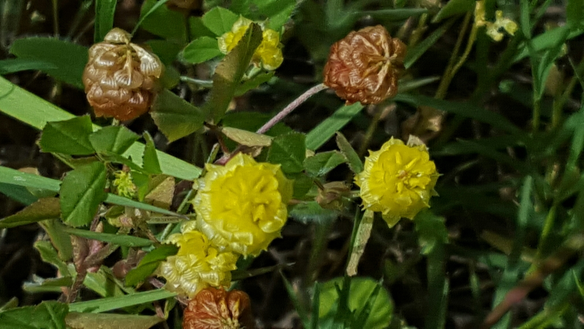 Trifolium campestre