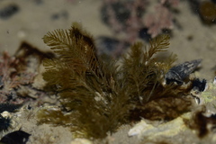 Bryopsis plumosa