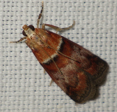 Acrobasis repandana