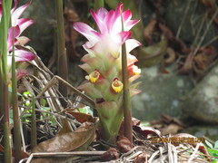 Curcuma aromatica