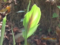Curcuma aromatica