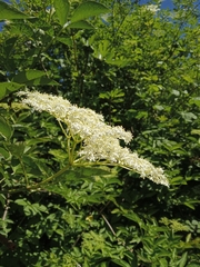 Sambucus nigra