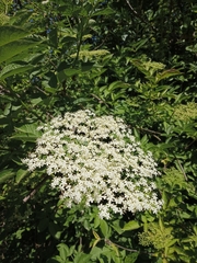 Sambucus nigra