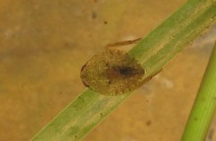 Diplonychus rusticus