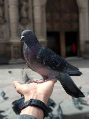 Columba livia