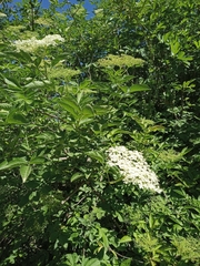 Sambucus nigra
