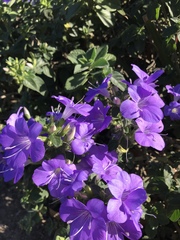 Barleria obtusa