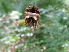 Acanthepeira