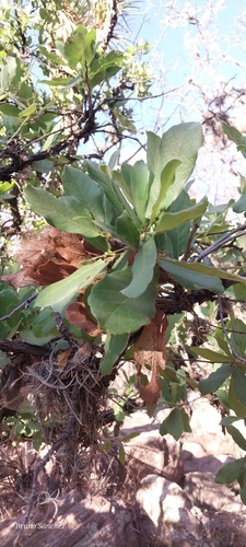 Quercus xylina