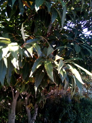 Castanea sativa