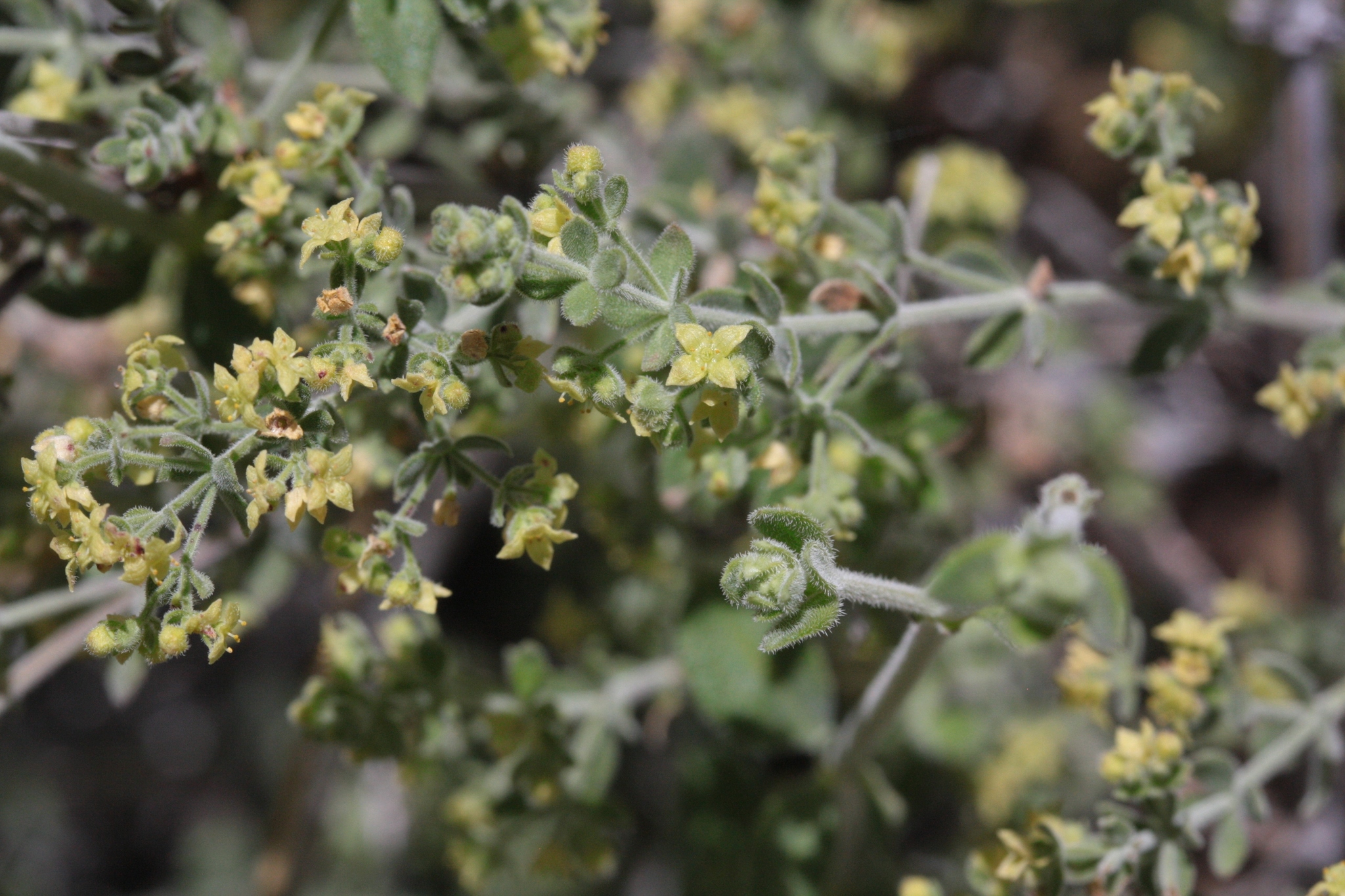 Galium hallii