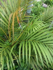 Dypsis lutescens