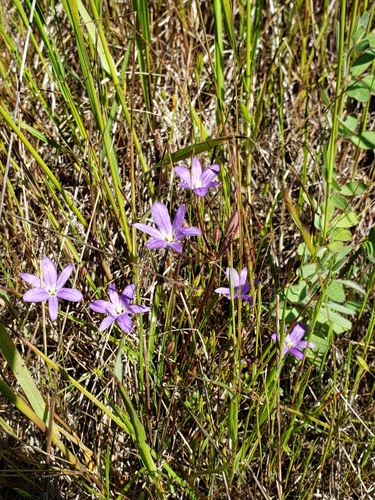 Image of Brodiaea filifolia by (c) Amy, some rights reserved (CC BY)