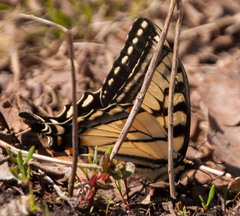 Papilio canadensis