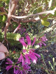 Erica abietina