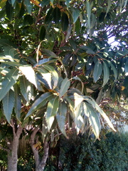 Castanea sativa