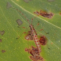 Rayieria basifer