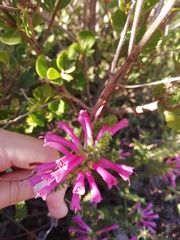 Erica abietina