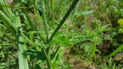 Cirsium texanum