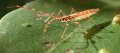 Rayieria basifer
