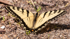 Papilio canadensis