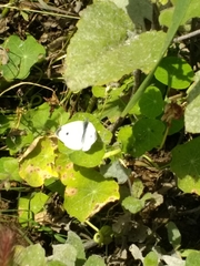 Pieris rapae rapae