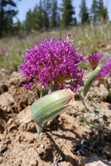 Allium platycaule