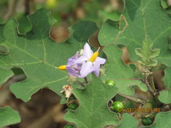 Solanum violaceum