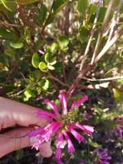 Erica abietina