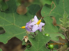 Solanum violaceum