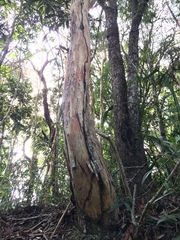 Tristaniopsis merguensis