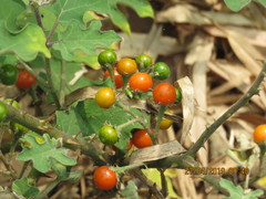 Solanum violaceum
