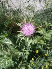Silybum marianum