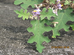 Solanum violaceum