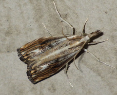 Catoptria verellus