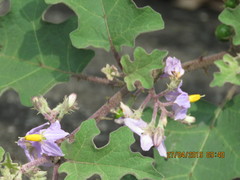 Solanum violaceum