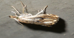 Catoptria verellus