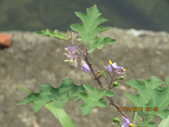 Solanum violaceum