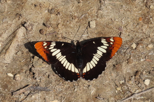 iNaturalist observation photo of Lorquin's Admiral
