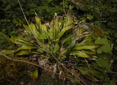 Carex fraseriana