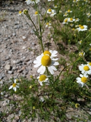 Matricaria chamomilla