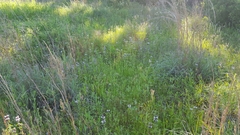 Monarda clinopodioides