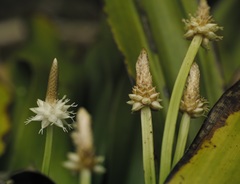 Carex fraseriana