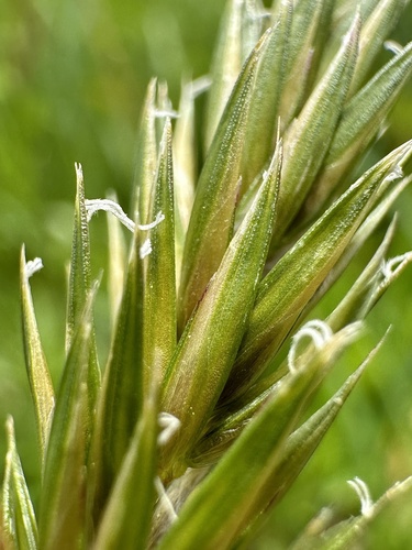 Kvapioji gardūnytė nuotrauka