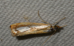 Catoptria