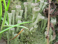 Cladonia asahinae