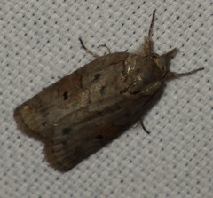 Nycteola