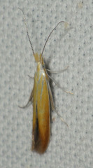 Ypsolopha parenthesella